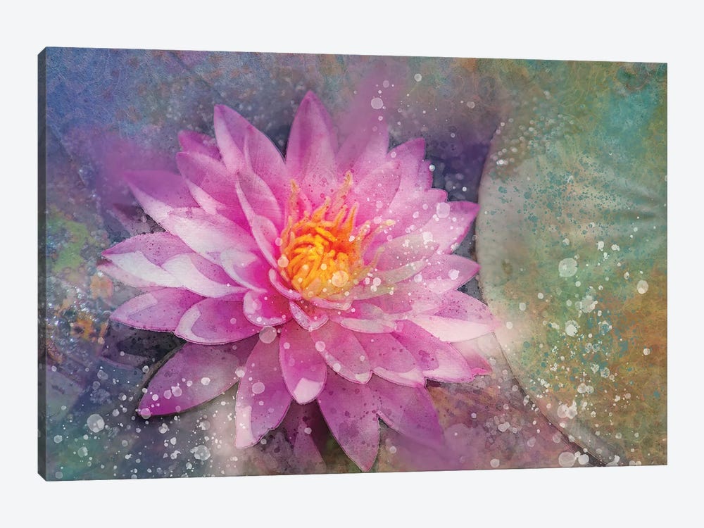 Splashy Pink Water Lilly by Kevin Clifford 1-piece Canvas Wall Art