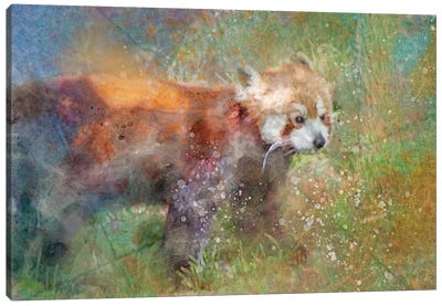 Splashy Red Panda Canvas Art Print - Red Panda