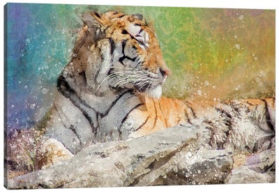 Splashy Tiger Canvas Art Print - Kevin Clifford