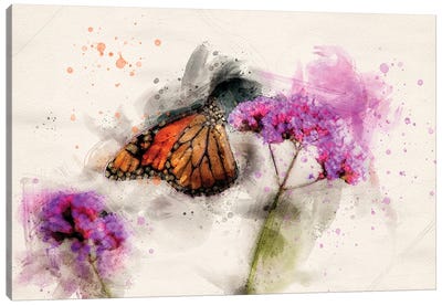 Butterfly III Canvas Art Print - Kevin Clifford