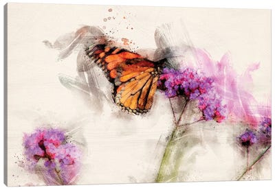 Butterfly IV Canvas Art Print - Kevin Clifford