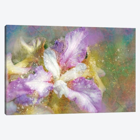 Splashy Purple And Blue Iris Canvas Print #KCF5} by Kevin Clifford Canvas Wall Art