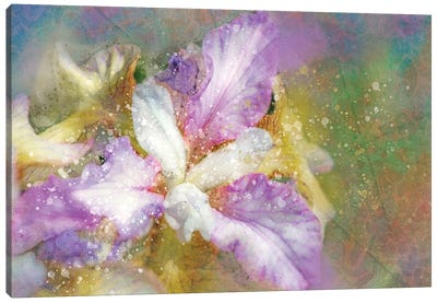 Splashy Purple And Blue Iris Canvas Art Print - Kevin Clifford