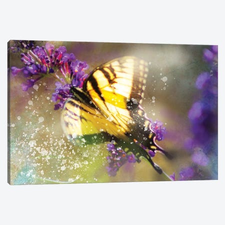 Butterfly VI Canvas Print #KCF60} by Kevin Clifford Canvas Art