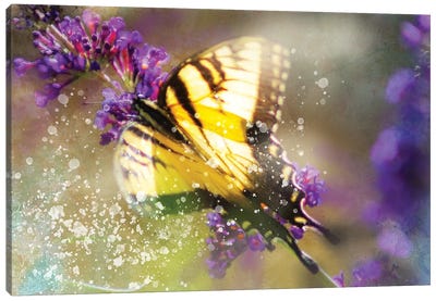 Butterfly VI Canvas Art Print - Kevin Clifford
