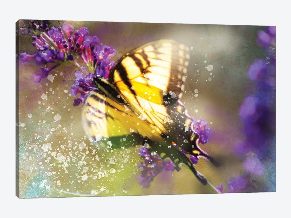 Butterfly VI by Kevin Clifford 1-piece Canvas Art