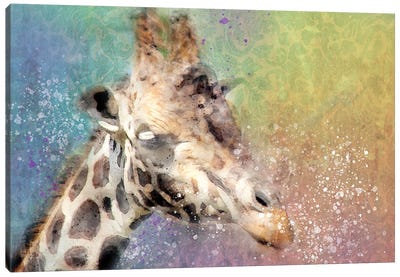 Giraffe Canvas Art Print - Kevin Clifford