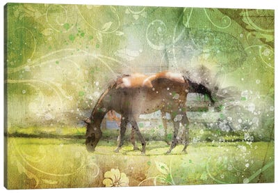 Horse Canvas Art Print - Kevin Clifford