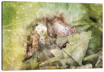 Butterfly VII Canvas Art Print - Kevin Clifford