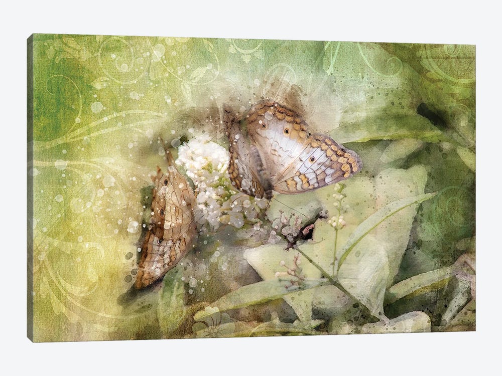 Butterfly VII by Kevin Clifford 1-piece Art Print