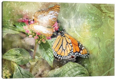 Butterflies Canvas Art Print - Kevin Clifford