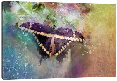 Black Butterfly Canvas Art Print - Kevin Clifford