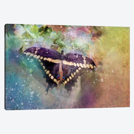 Black Butterfly Canvas Print #KCF67} by Kevin Clifford Canvas Art Print