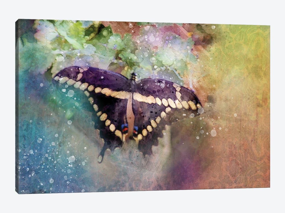 Black Butterfly by Kevin Clifford 1-piece Art Print
