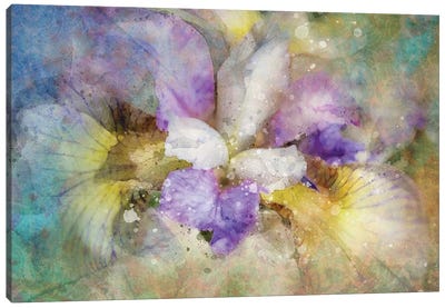 Splashy Purple Iris Canvas Art Print - Kevin Clifford
