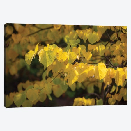 Yellow Light Canvas Print #KCF89} by Kevin Clifford Canvas Art