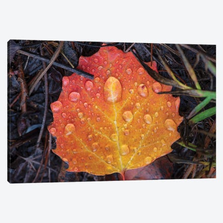 Morning Dew Canvas Print #KCF92} by Kevin Clifford Canvas Art Print