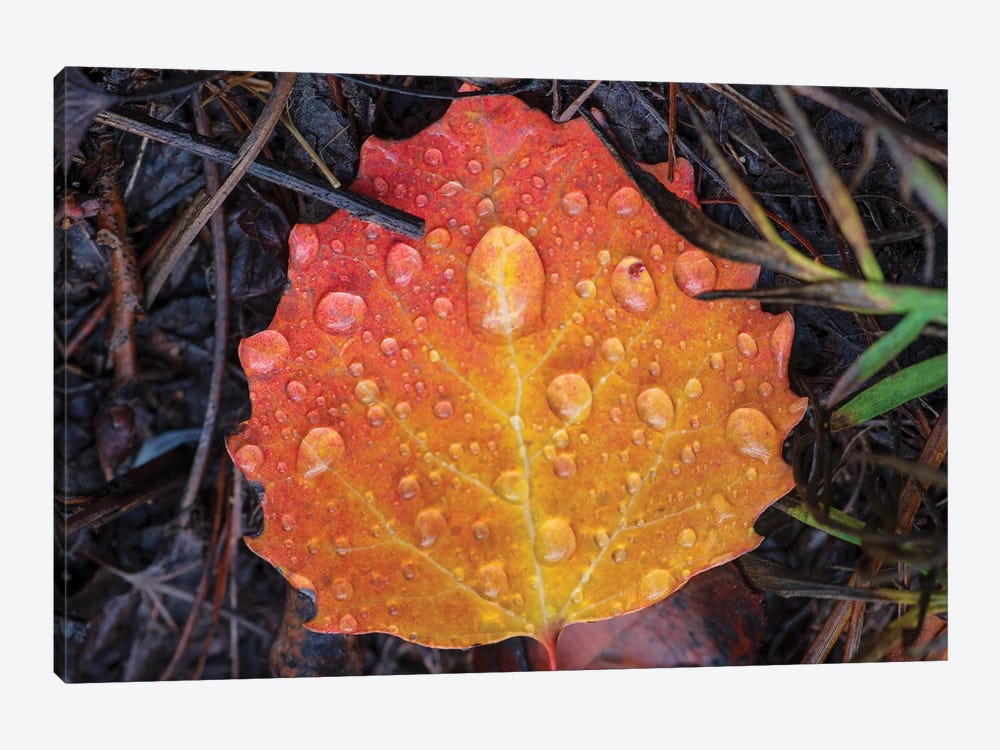 Morning Dew by Kevin Clifford 1-piece Canvas Print