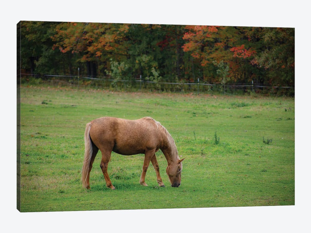 Autumn Horse by Kevin Clifford 1-piece Canvas Print