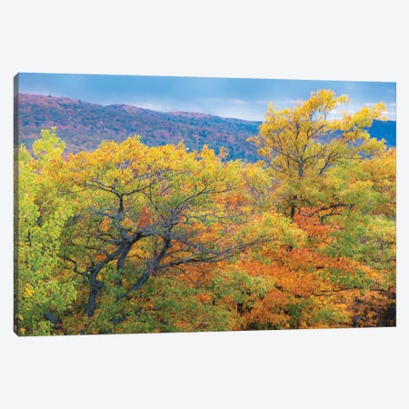 Brockway Trees Canvas Print #KCF99} by Kevin Clifford Canvas Print