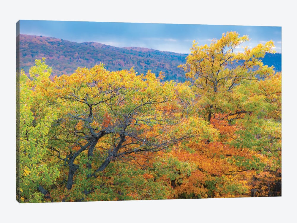 Brockway Trees by Kevin Clifford 1-piece Canvas Wall Art