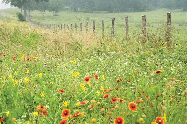 Spring: Flowers Along A Fence by Karin Connolly
