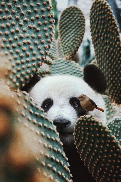 Pandas: My Soul Trembled When I Saw You by Karen Cantuq