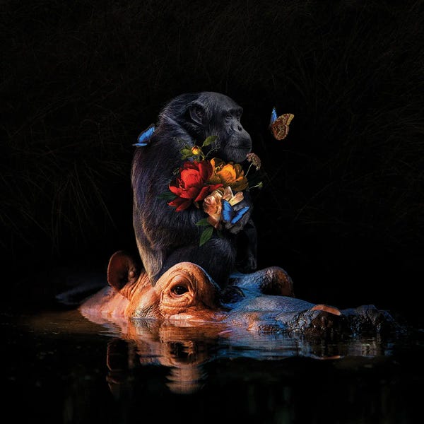 Hippopotamuses: Making Others Feel Less Broken by Karen Cantuq