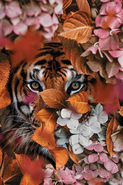 Tigers: I Fall Every Time by Karen Cantuq