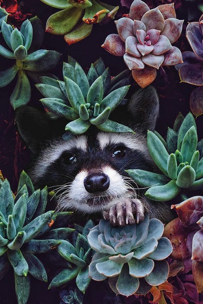 Raccoons: Hello You're Beautiful by Karen Cantuq