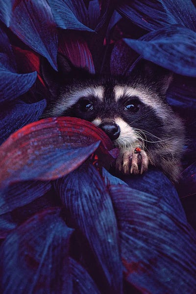 Raccoons: I've Learned A Lot by Watching You Exist by Karen Cantuq