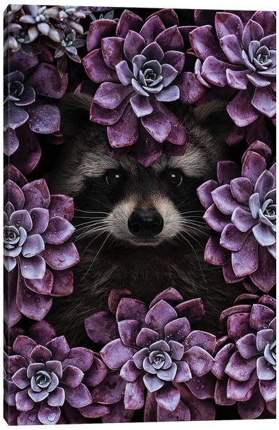 Everything is Magnified Canvas Art Print - Raccoon Art