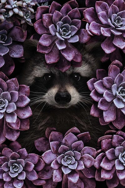 Raccoons: Everything is Magnified by Karen Cantuq
