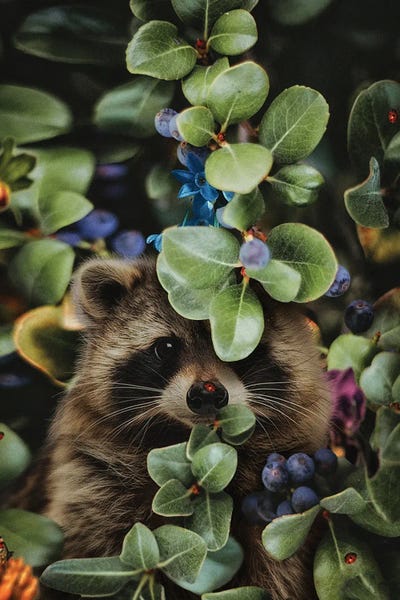 Raccoons: Don't Wait Until Heaven to Bloom by Karen Cantuq