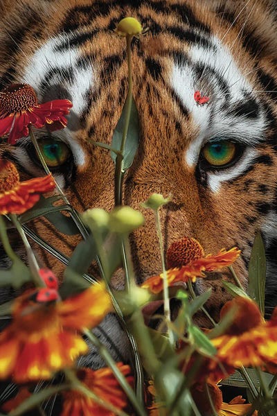 Tigers: Condemn by Karen Cantuq