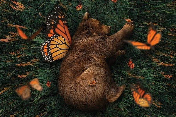 Brown Bears: How Does One Become A Butterfly? by Karen Cantuq