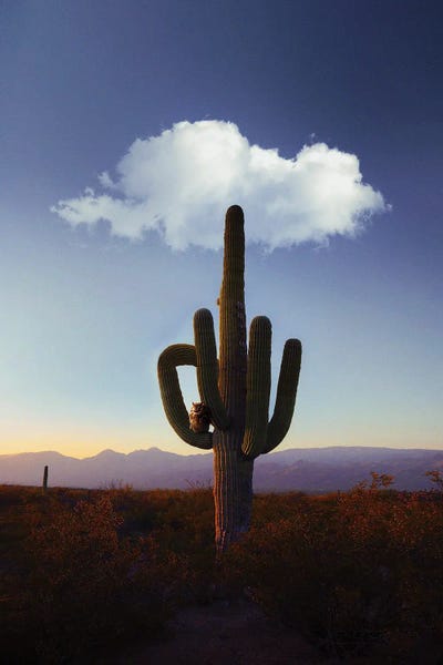 Cacti: Hey Mate! by Karen Cantuq