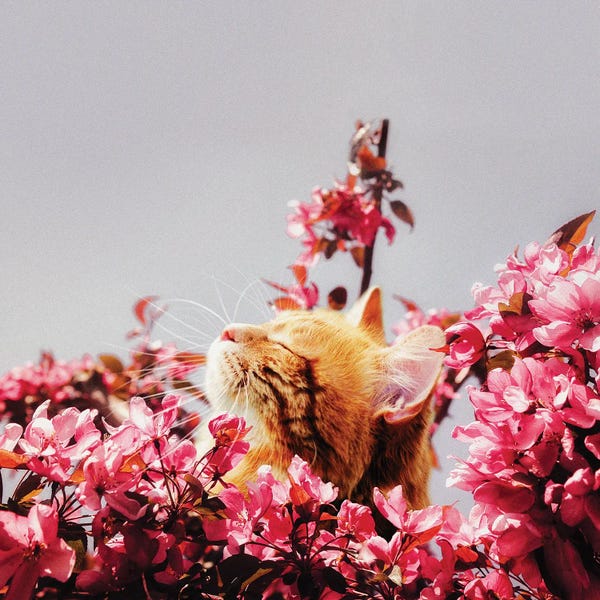 Orange Cats: I Thought About You So Much Today by Karen Cantuq