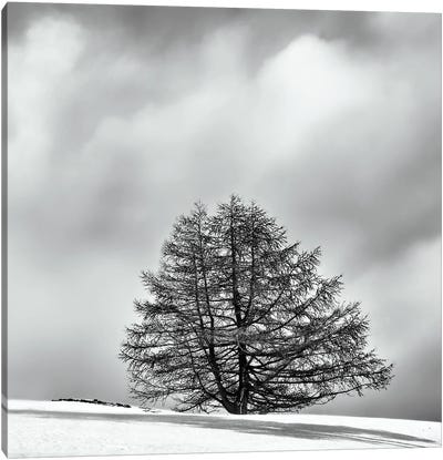 A Lone Tree Between Clouds And Snow Canvas Art Print - Karim Carella