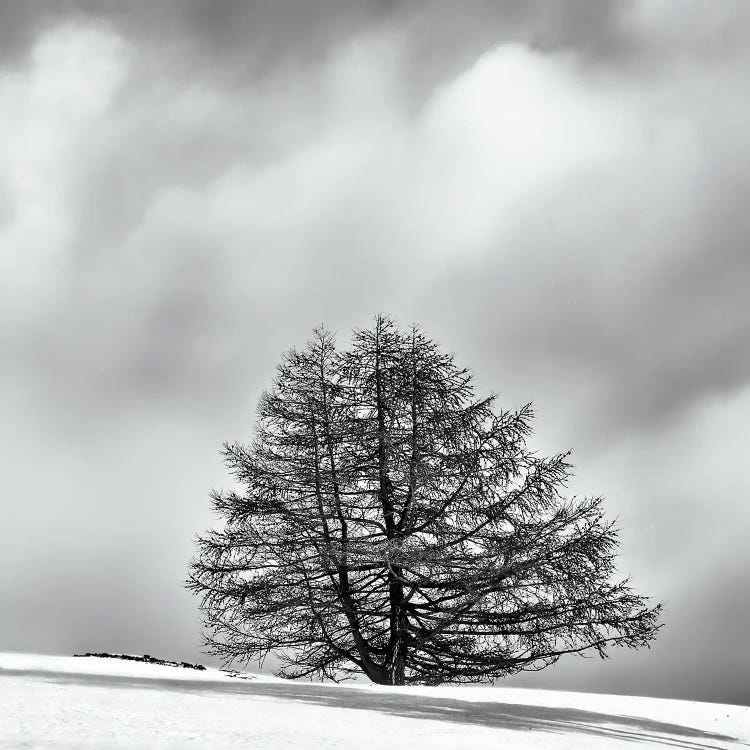 A Lone Tree Between Clouds And Snow