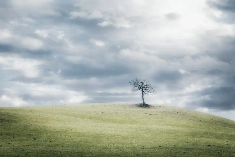 A Lone Tree On A Hilltop