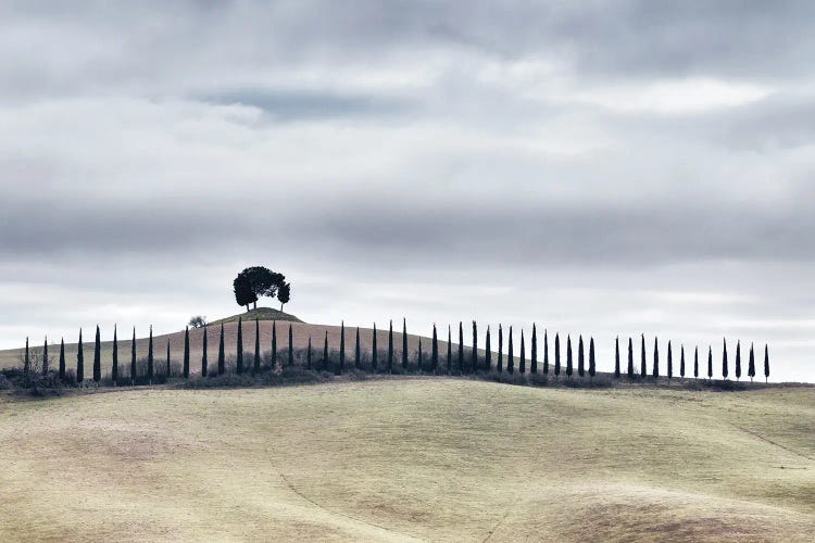 A Row Of Fifty Cypresses