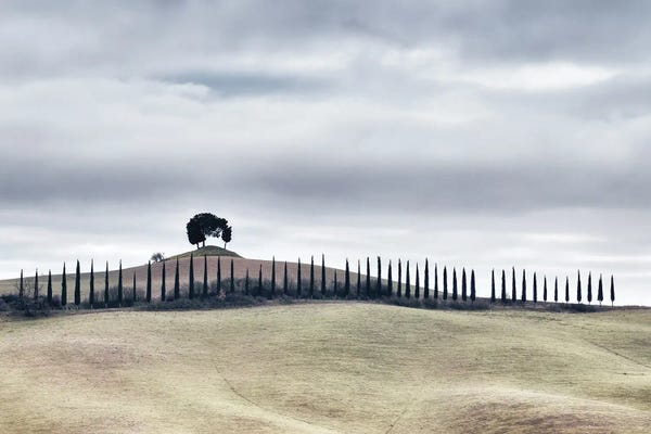 A Row Of Fifty Cypresses