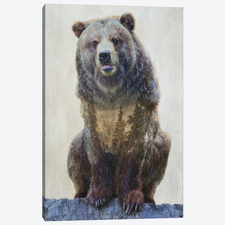 Grizzly Bear Canvas Print #KCU107} by Kim Curinga Art Print