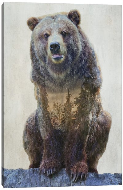 Grizzly Bear Canvas Art Print - Kim Curinga