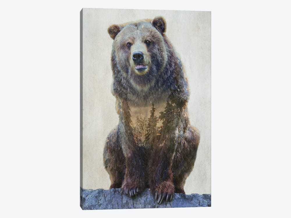 Grizzly Bear by Kim Curinga 1-piece Canvas Print
