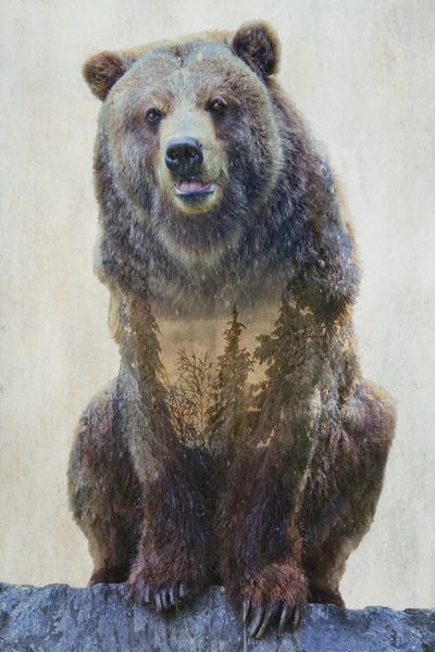 Kim Curinga: Grizzly Bear by Kim Curinga
