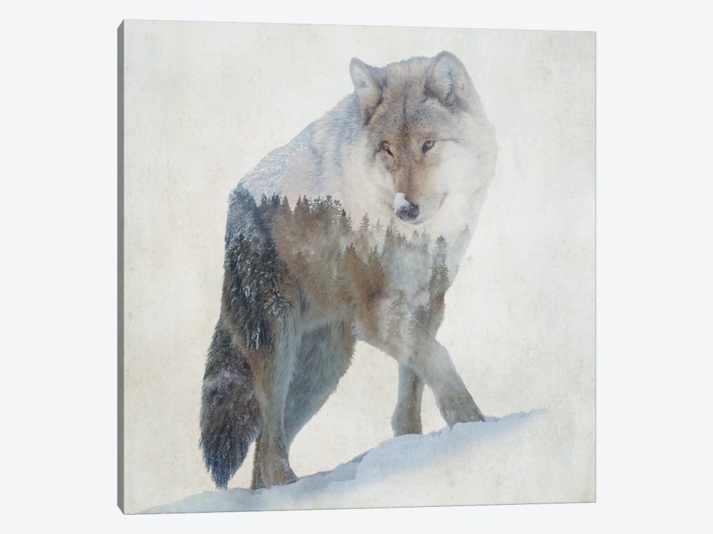 Lone Wolf by Kim Curinga 1-piece Canvas Artwork