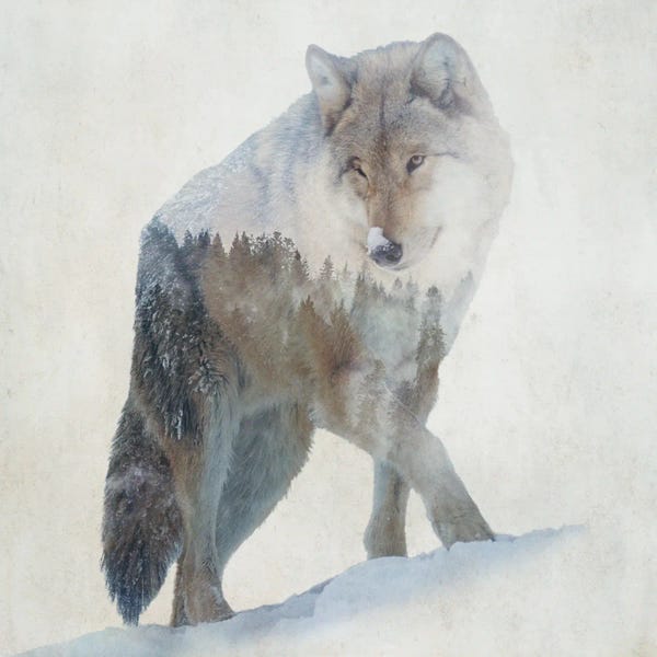 Kim Curinga: Lone Wolf by Kim Curinga