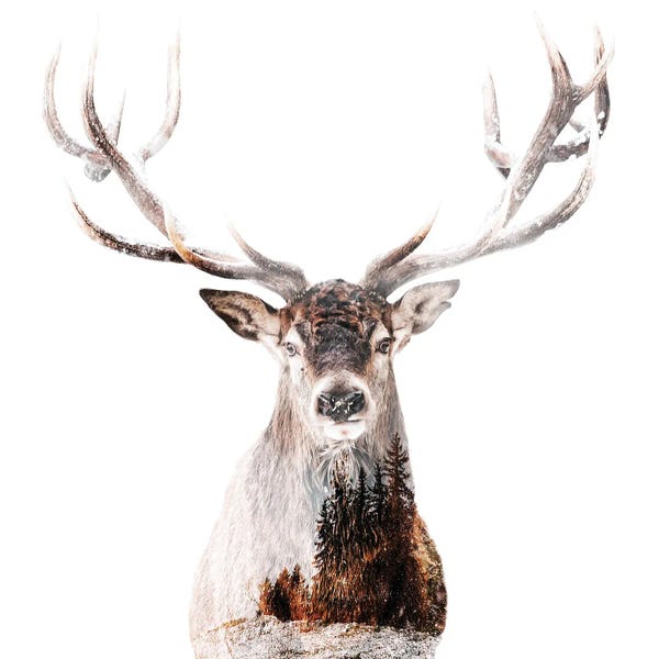 Kim Curinga: The Stag by Kim Curinga